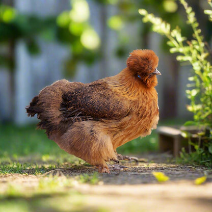Fluffy Silkie Chicks - Unsexed Baby Chickens Multiple Colors