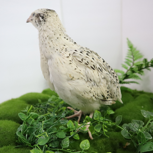 Falb-Fee quail with pale yellow cream feathers, ideal for backyard poultry breeding, by Quailz.com.