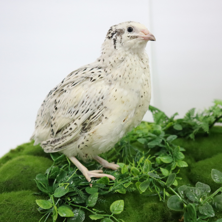 Falb-Fee Quail Hatching Eggs - Premium Fertile Pale Yellow Cream