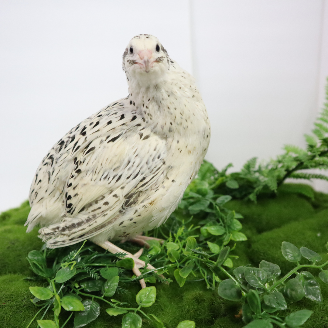 Falb-Fee Quail Hatching Eggs - Premium Fertile Pale Yellow Cream
