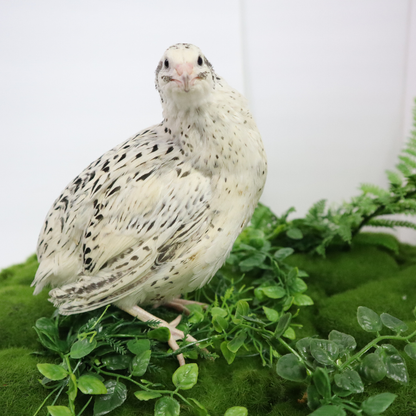 Falb-Fee quail with pale yellow cream feathers, surrounded by greenery, from Quailz.com.