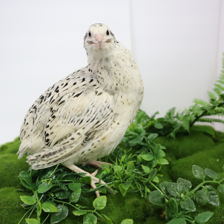 Falb-Fee Quail Hatching Eggs - Premium Fertile Pale Yellow Cream