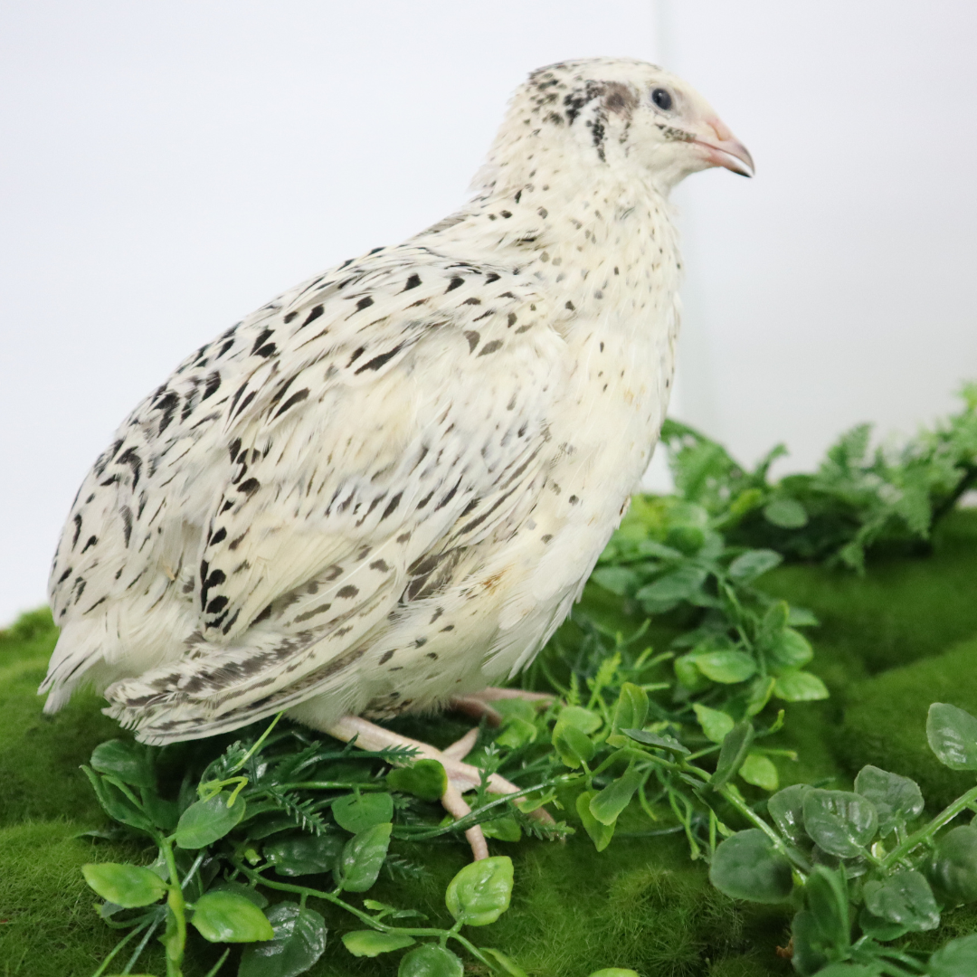Falb-Fee Quail Hatching Eggs - Premium Fertile Pale Yellow Cream