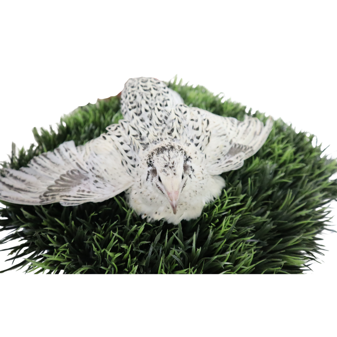 Falb-Fee Quail Hatching Eggs - Premium Fertile Pale Yellow Cream