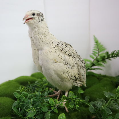 Falb-Fee Coturnix Quail Hatching Eggs – Elegant, Beginner-Friendly Layers