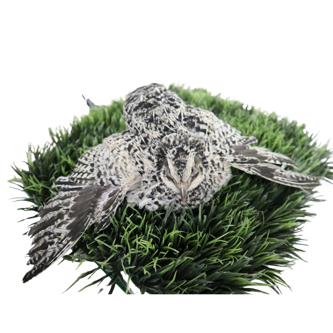 Pearl-Pansy Coturnix Quail Hatching Eggs – Soft, Elegant & Easy to Hatch