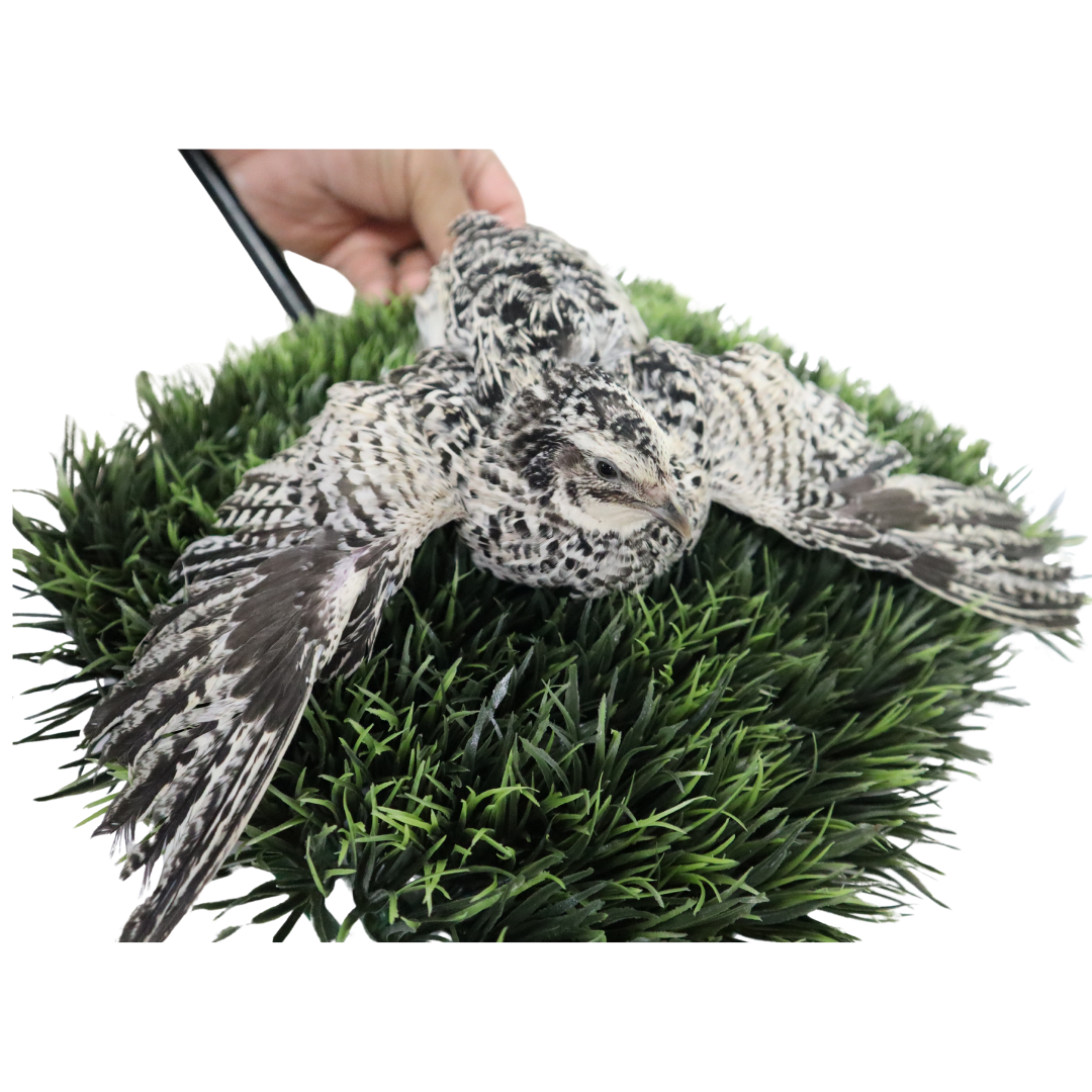 Fertile Pearl Pansy Coturnix quail hatching eggs from Quailz.com in a carton, available in counts of 12 and 24.