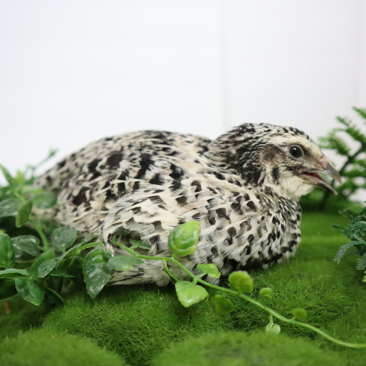Pearl Pansy fertile quail hatching eggs in a carton by Quailz.com, available in counts of 12 and 24.