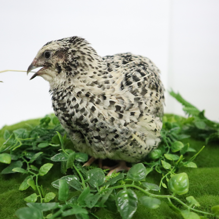 Fertile Pearl Pansy Quail hatching eggs in a natural carton from Quailz.com, available in counts of 12 and 24.
