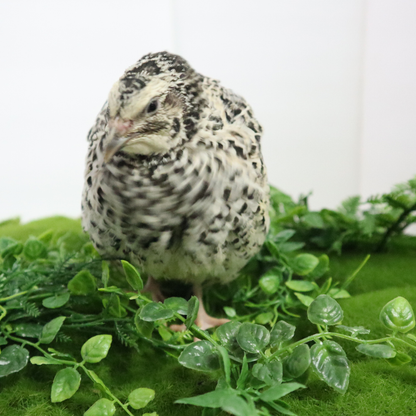 Fertile Pearl Pansy quail hatching eggs by Quailz.com – available in counts of 12 and 24 for incubation.
