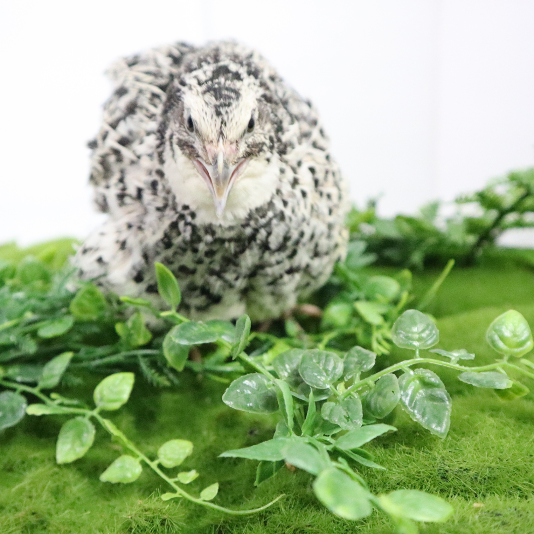 Fertile Pearl Pansy Quail hatching eggs in a clear tray, 12-count by Quailz.com