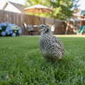 Pearl Pansy quail hatching eggs in a nest, 12 count, Quailz.com by Undique LLC