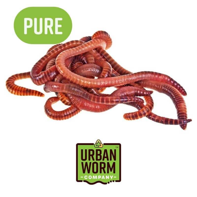 Live adult red wiggler composting worms, Eisenia fetida, by Urban Worm Company, 1000 worms per pound.