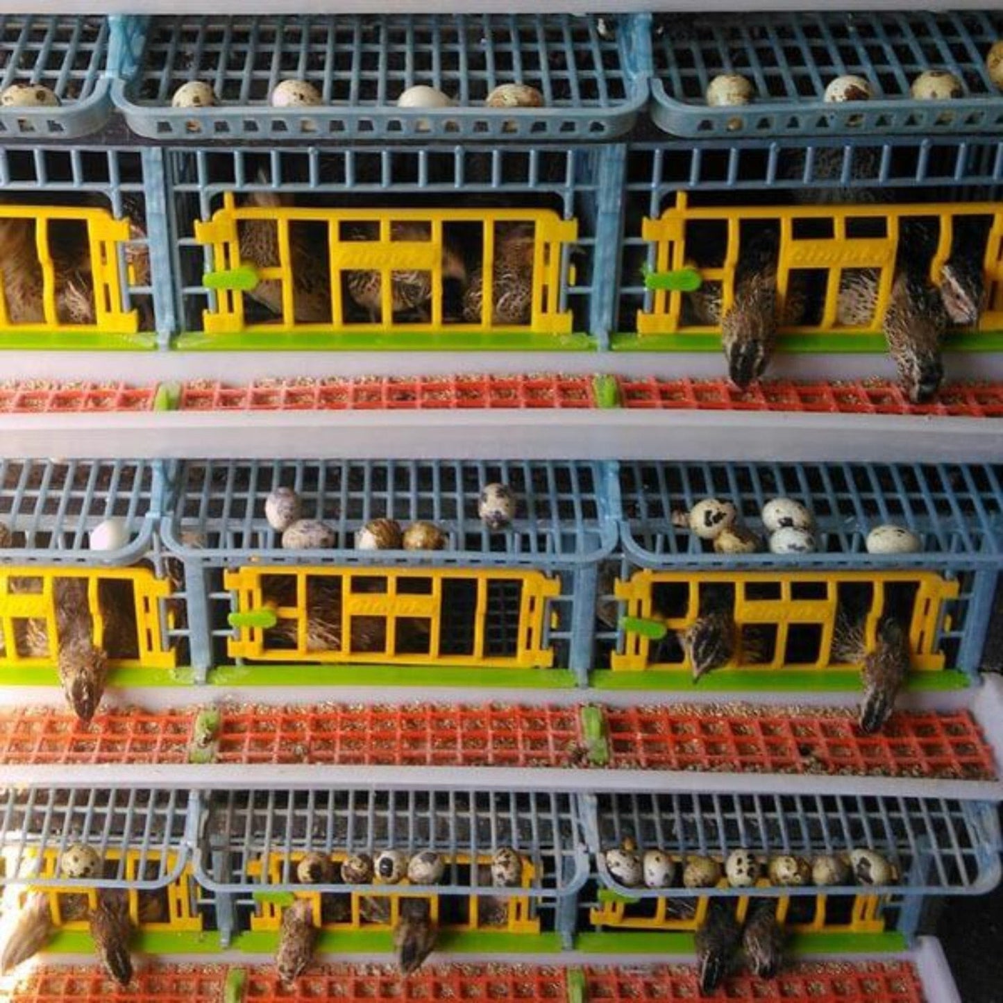 Stackable 4-layer quail cage system in durable plastic, housing up to 15 quails, by Hatching Time
