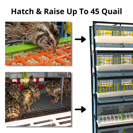 Quail Semi-Pro Complete Breeding Kit with 3-layer cage for 45 birds, automatic incubator by Hatching Time