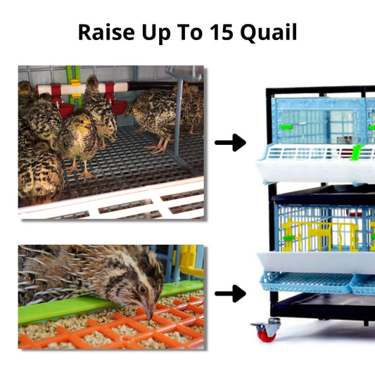 Quail Starter Kit by Hatching Time for 15 birds, featuring brooder, feeding equipment, and nesting supplies.