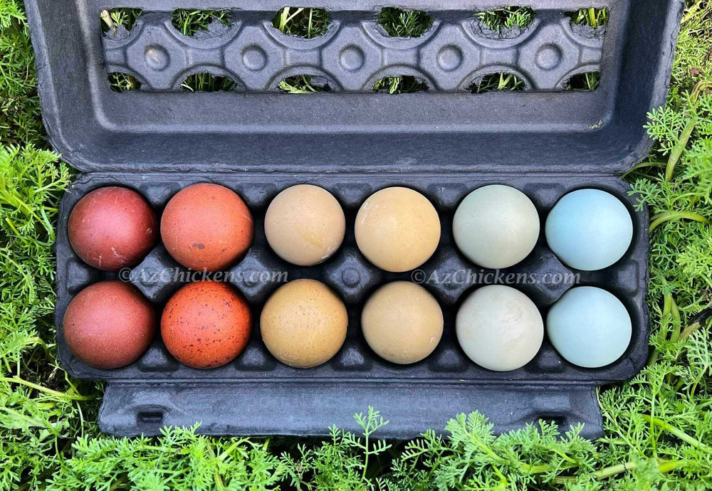 Rainbow egg assortment in a black carton, featuring 15 all-female eggs in shades of brown, tan, and blue from Az Chickens.