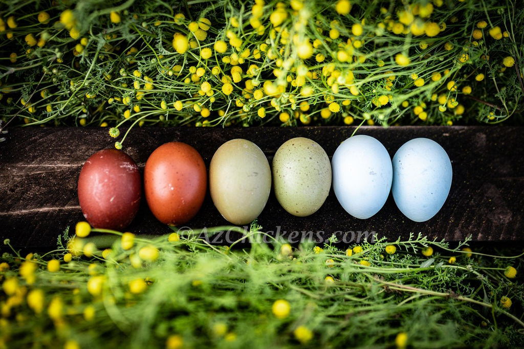 Heat-Hardy Laying Hens & Pullets - Arizona Local Pickup