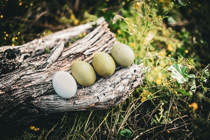 Heat-Hardy Laying Hens & Pullets - Arizona Local Pickup
