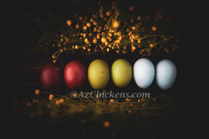 Heat-Hardy Laying Hens & Pullets - Arizona Local Pickup