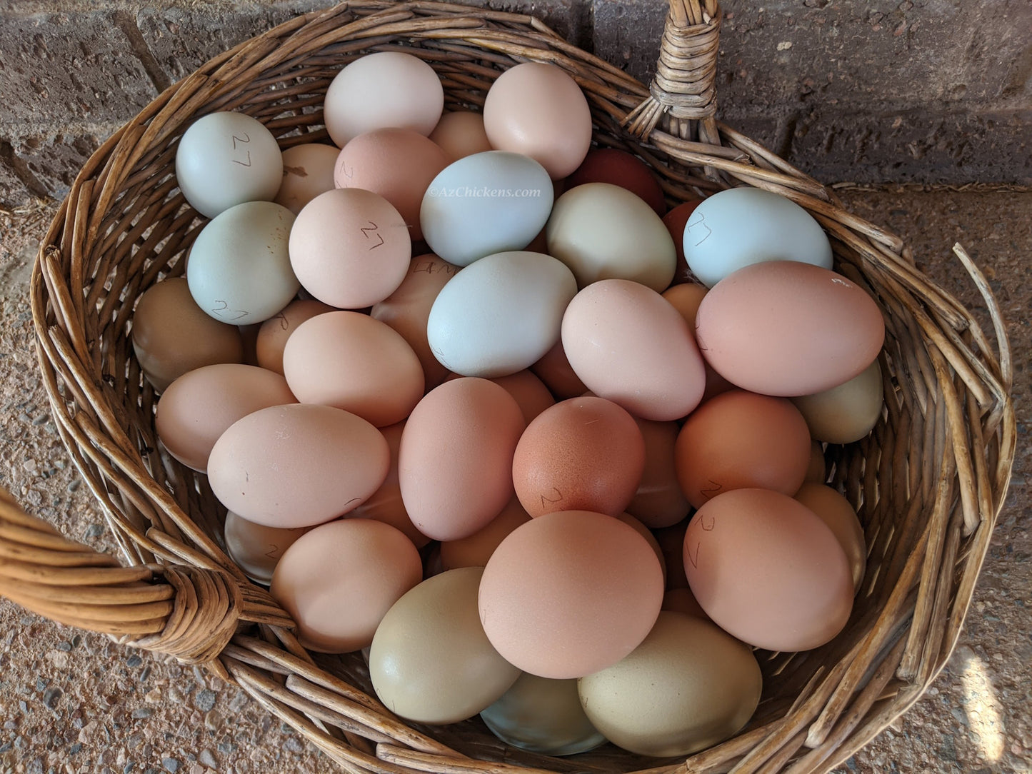 Fertile Rainbow Mix Hatching Eggs - 20+ Breeds Colorful Collection