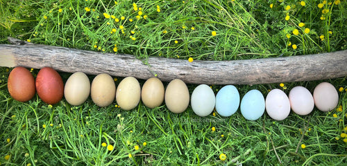 Colorful Fertile Rainbow Mix Hatching Eggs from AmericanBresse.com featuring 20+ breeds for backyard chickens.