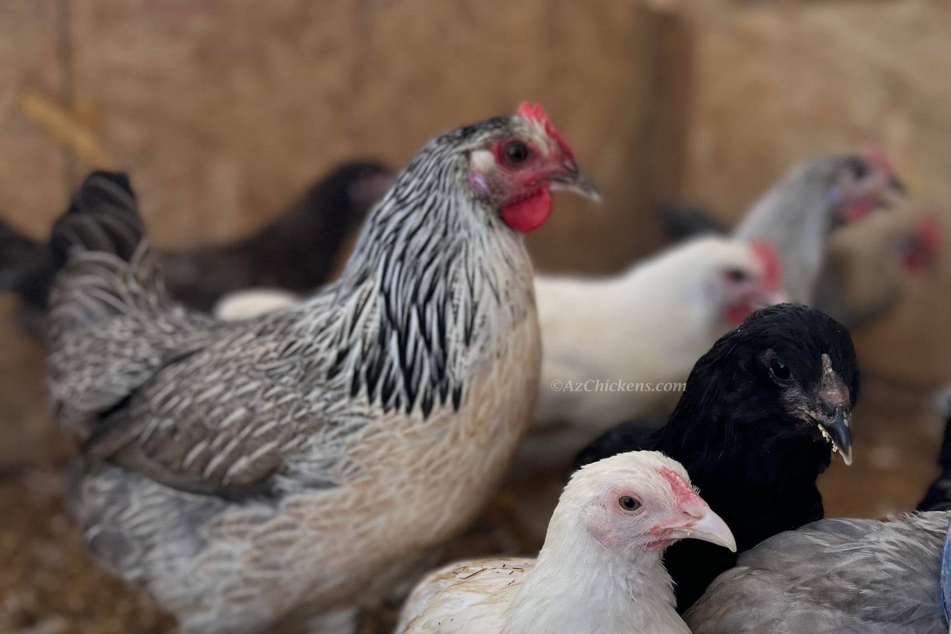 Heat-hardy ISA Brown and Golden Comet laying hens and pullets available for Arizona local pickup from Az Chickens