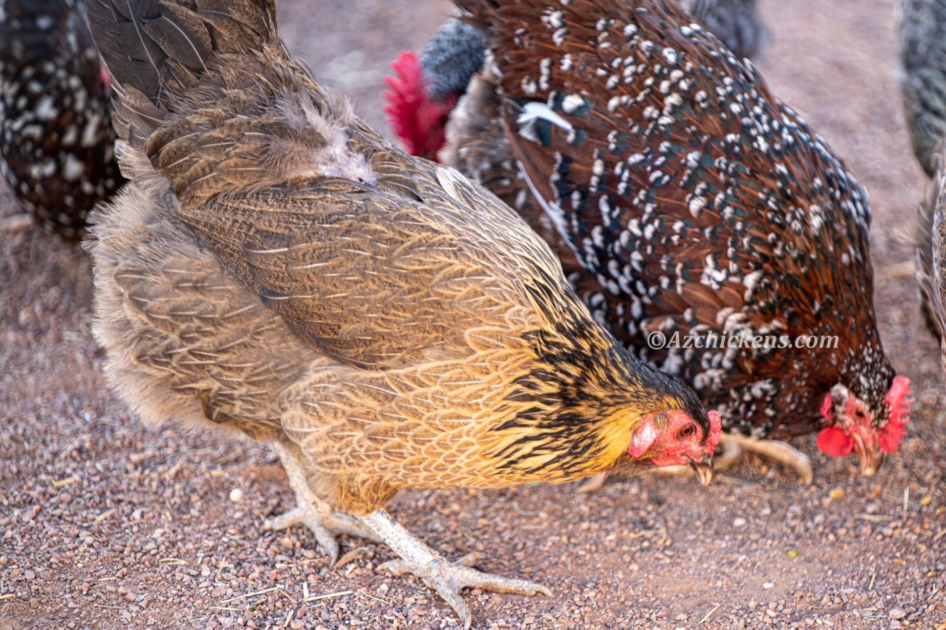 Colorful Easter Egger chicks in various hues, known for blue and green egg production, by Az Chickens.