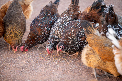 Fertile Rainbow Mix Hatching Eggs - 20+ Breeds Colorful Collection