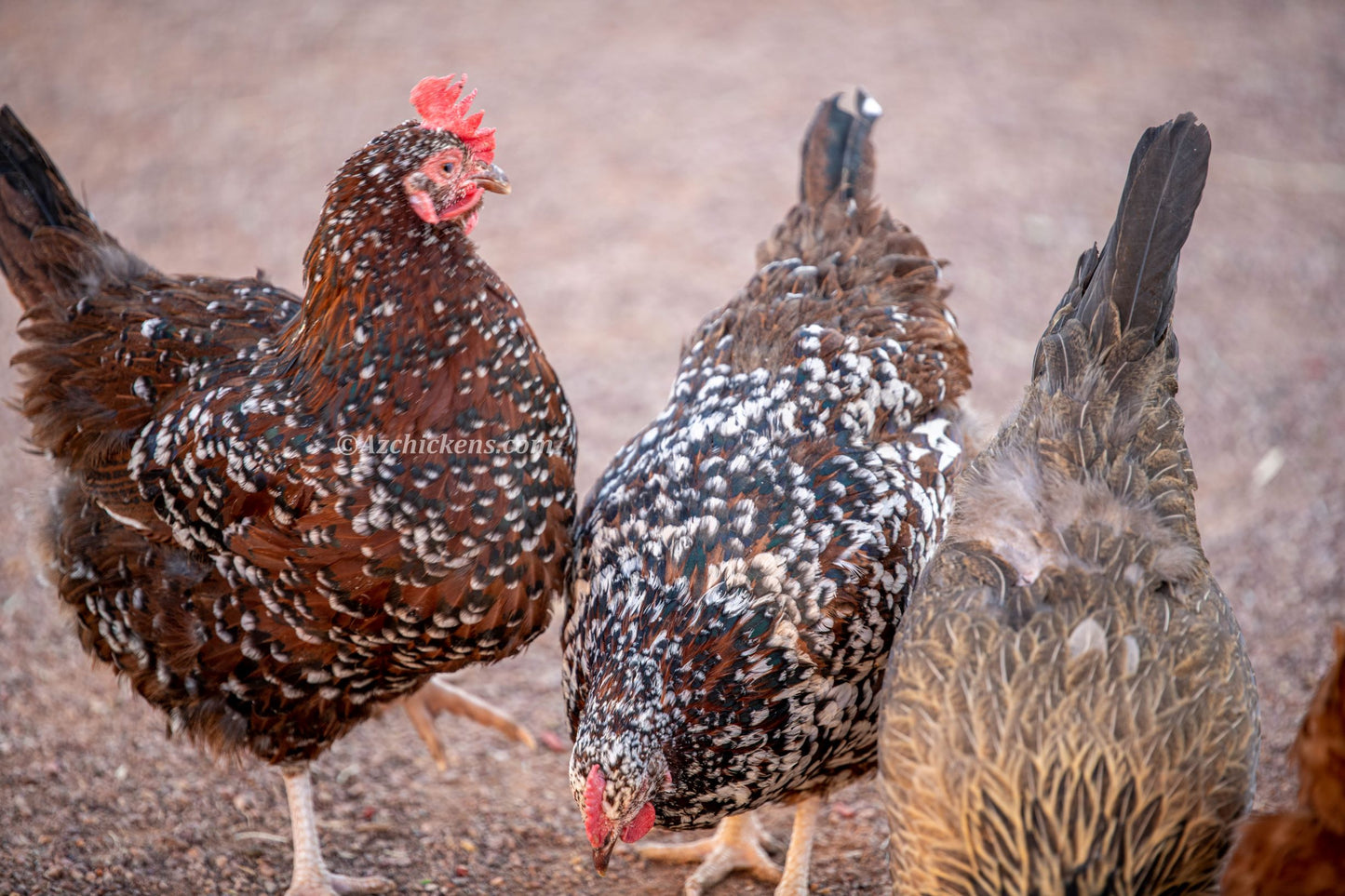 Rainbow Assorted Baby Chicks - Mixed Breed Colorful Egg Layers