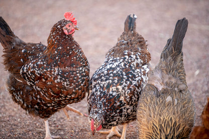 Rainbow Assorted Baby Chicks - Mixed Breed Colorful Egg Layers