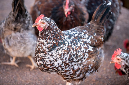 Colorful Rainbow Egg Assortment chick with speckled feathers, part of Az Chickens brand.