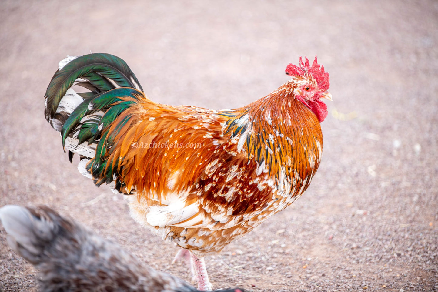 Fertile Rainbow Mix Hatching Eggs - 20+ Breeds Colorful Collection