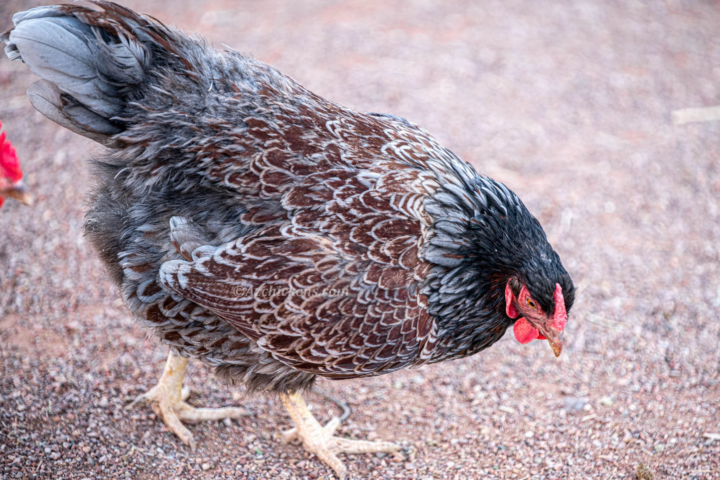 Fertile Rainbow Mix Hatching Eggs - 20+ Breeds Colorful Collection