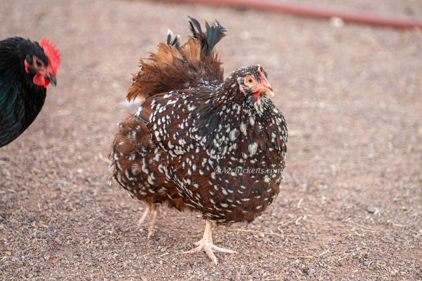 Fertile Rainbow Mix Hatching Eggs - 20+ Breeds Colorful Collection