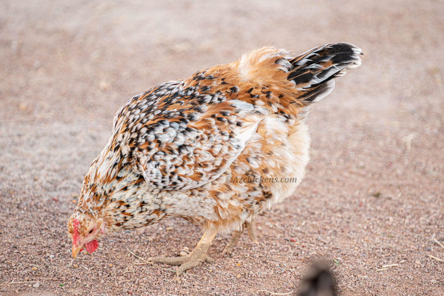 Fertile Rainbow Mix Hatching Eggs - 20+ Breeds Colorful Collection