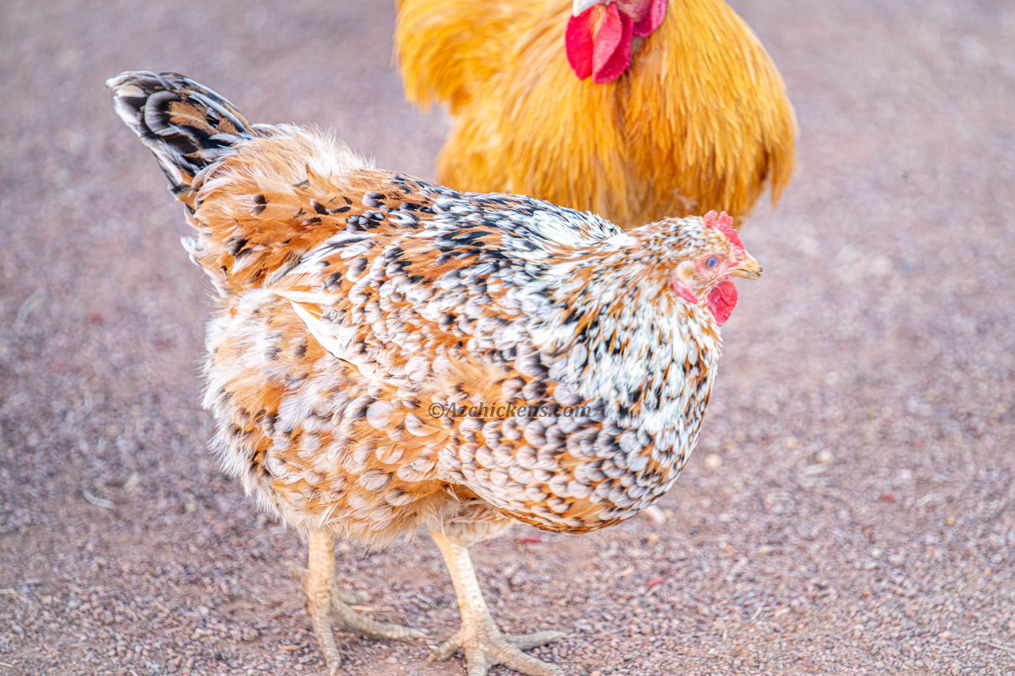 Rainbow Assorted Baby Chicks - Mixed Breed Colorful Egg Layers