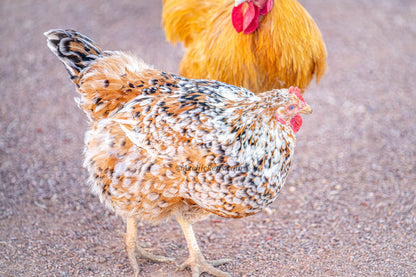 Rainbow Assorted Baby Chicks - Mixed Breed Colorful Egg Layers