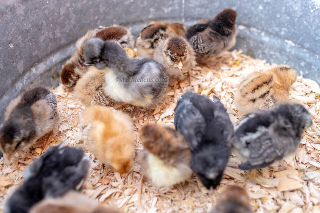 Assorted Rainbow Carton Chicks