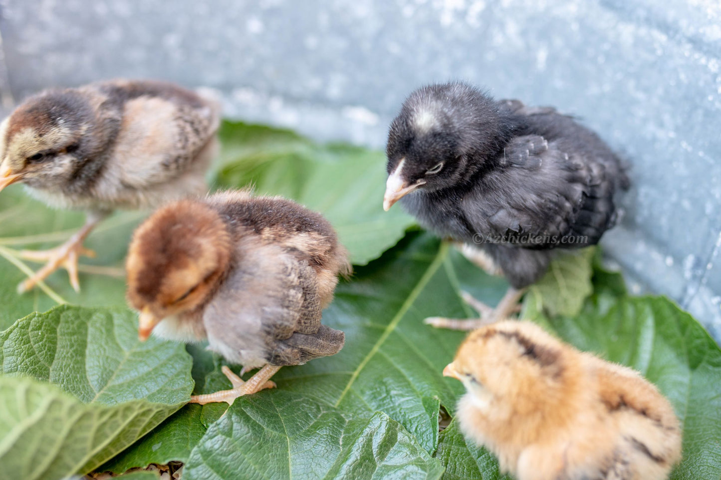 Fertile Rainbow Mix Hatching Eggs - 20+ Breeds Colorful Collection