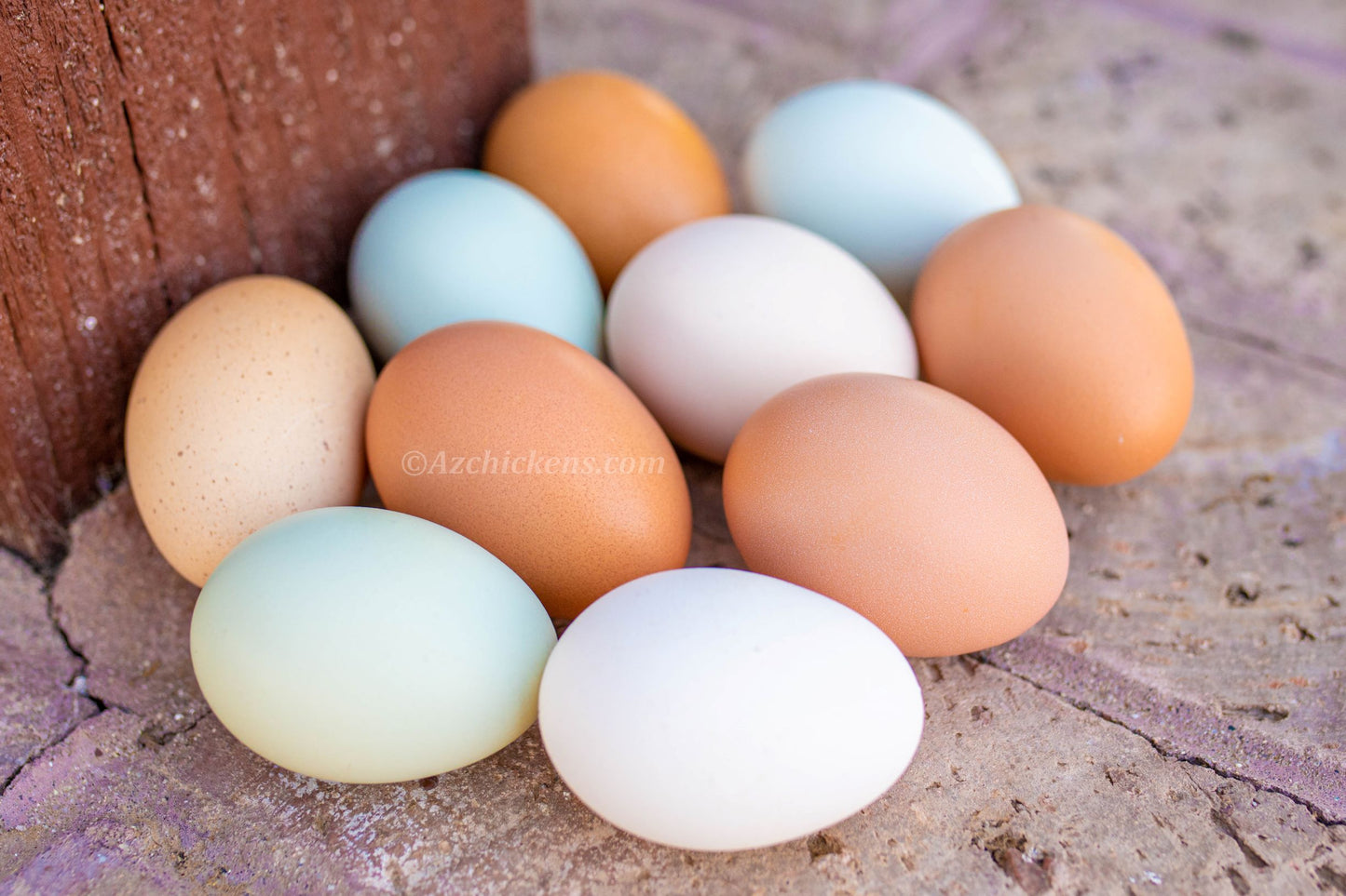 Colorful mixed breed baby chicks by Az Chickens, including blue egg layers, in various shades and genders.
