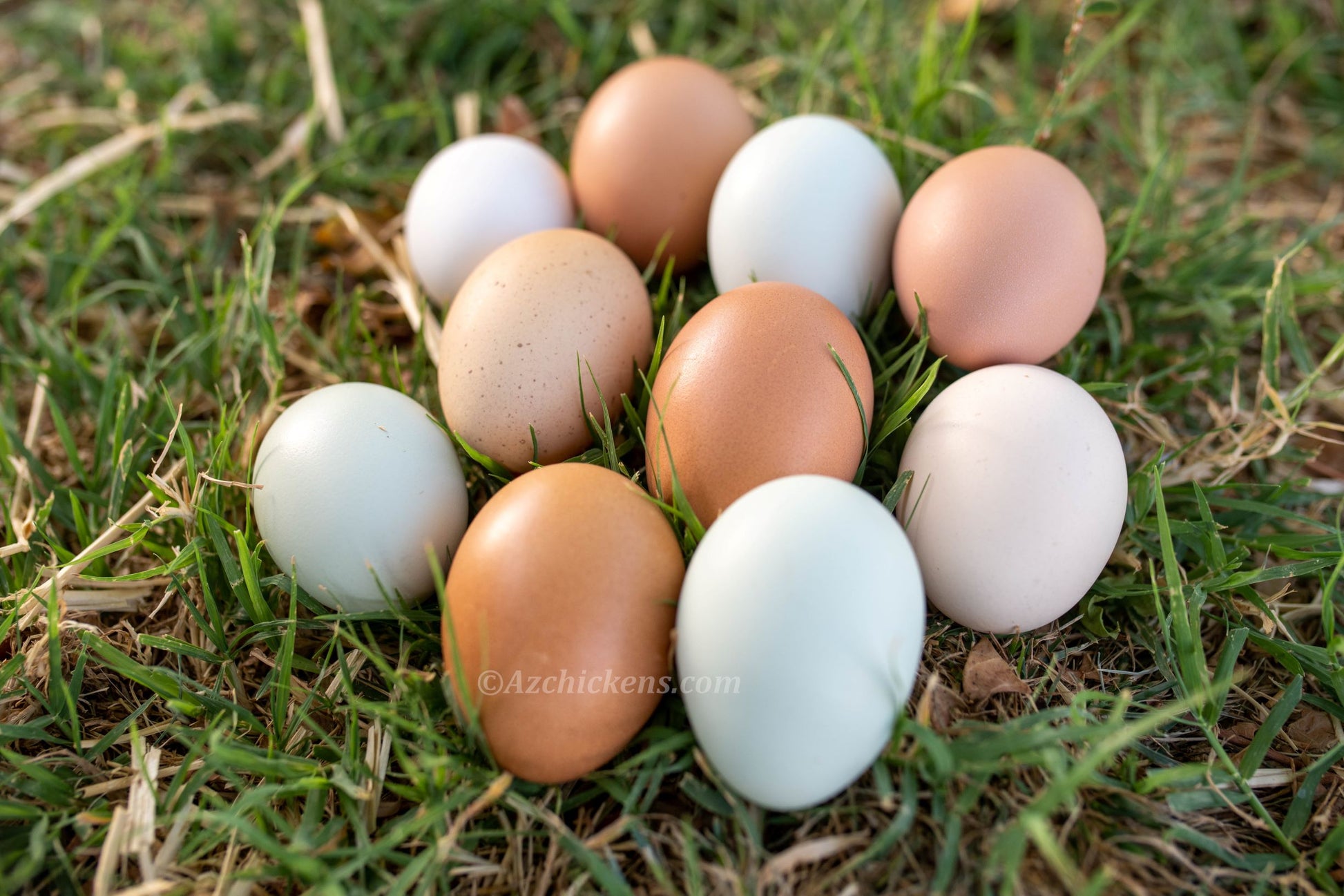 Colorful assortment of baby chicks in various breeds by Az Chickens, including blue egg layers.