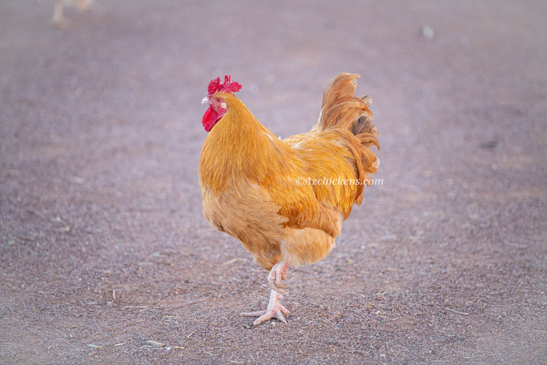 Laying Hen or Pullets - AZ Local Pick Up