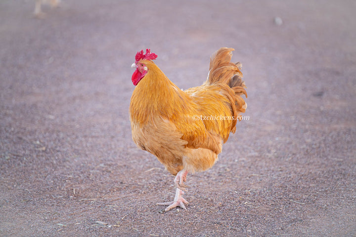 Laying Hen or Pullets - AZ Local Pick Up