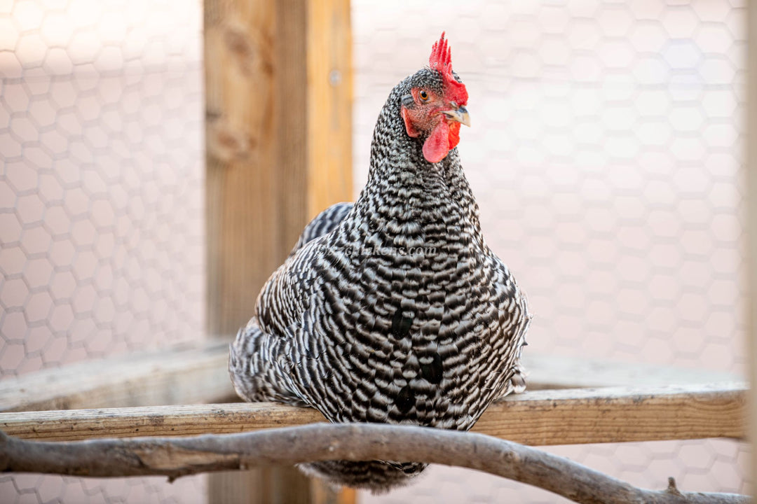 Gallinas ponedoras o pollitas - Disponibles AHORA