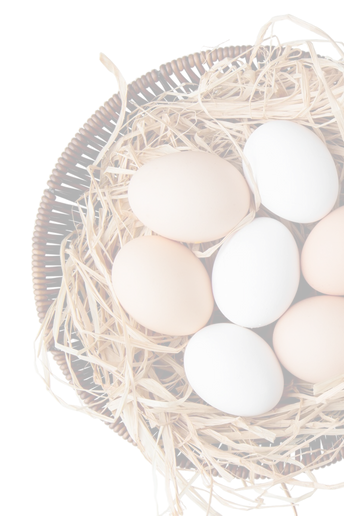 Eggs in a nest on a white background