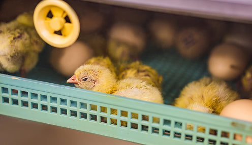 Chickens in a green plastic crate with a yellow object in the background