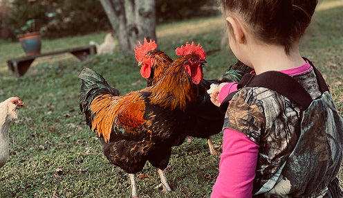 Rooster interacting with a child in a grassy outdoor setting