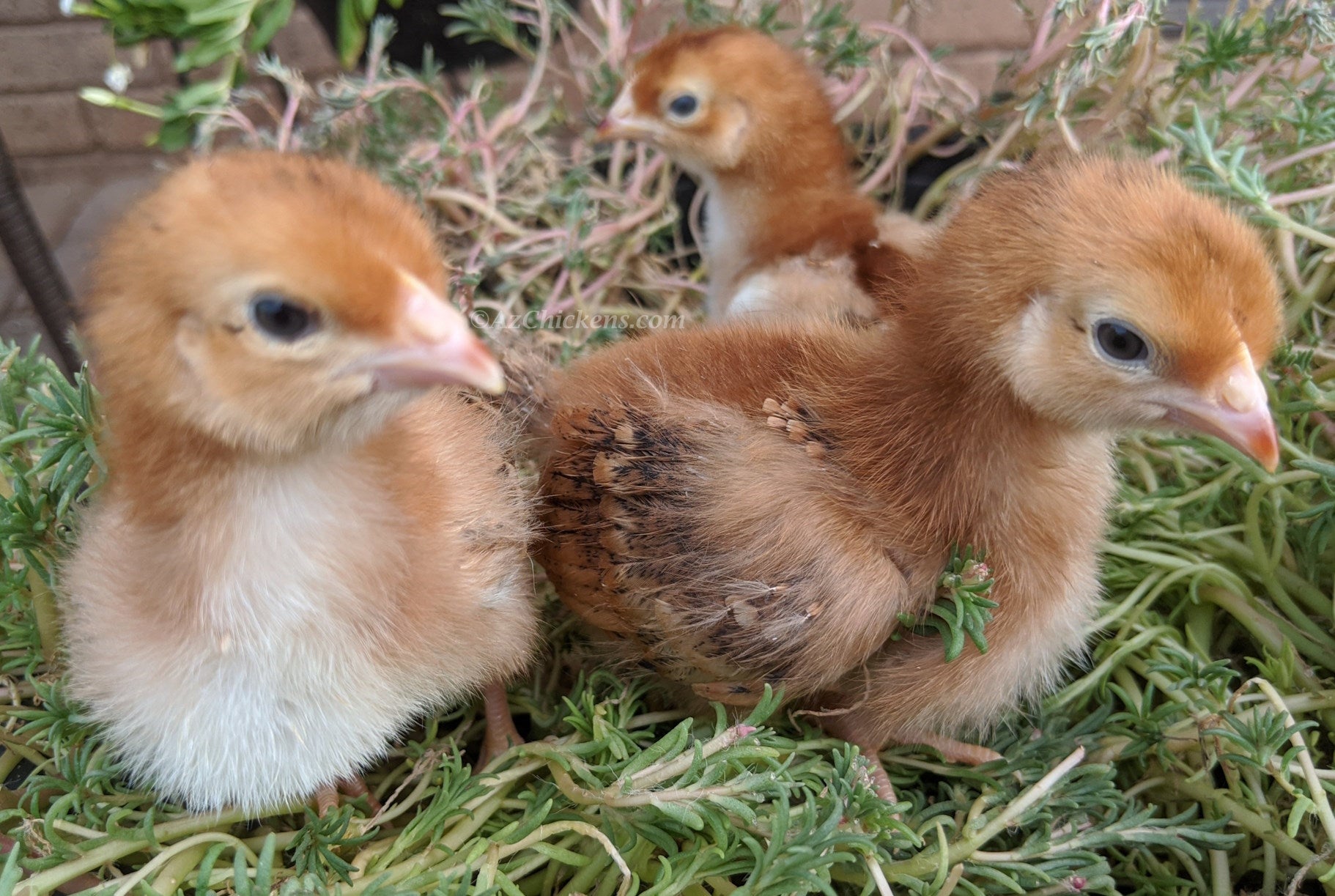 Mahogany red Rhode Island Red chicks from Az Chickens, ideal for dual-purpose farming.