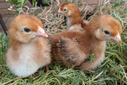 Mahogany red Rhode Island Red chicks from Az Chickens, ideal for dual-purpose farming.